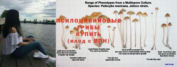 PSILOCYBIN Балабаново